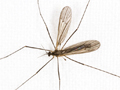 Erioptera bivittata